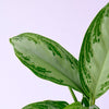 Aglaonema 'Silver Bay' XL – XL, Approx. 60.0cm height – 24.0cm Pot Default Title