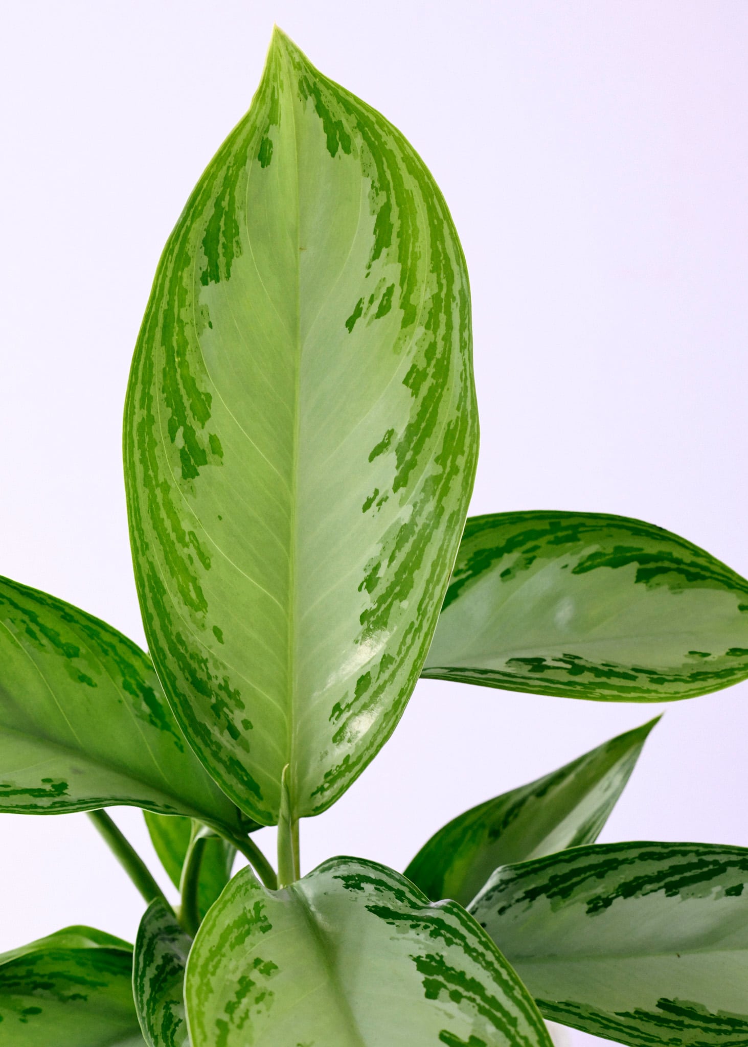 aglaonema silver bay plant circle