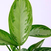 Aglaonema Silver Bay L – Large, Approx. 50.0cm height – 17.0cm Pot Default Title 1