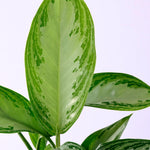 Aglaonema Silver Bay L – Large, Approx. 50.0cm height – 17.0cm Pot Default Title 1