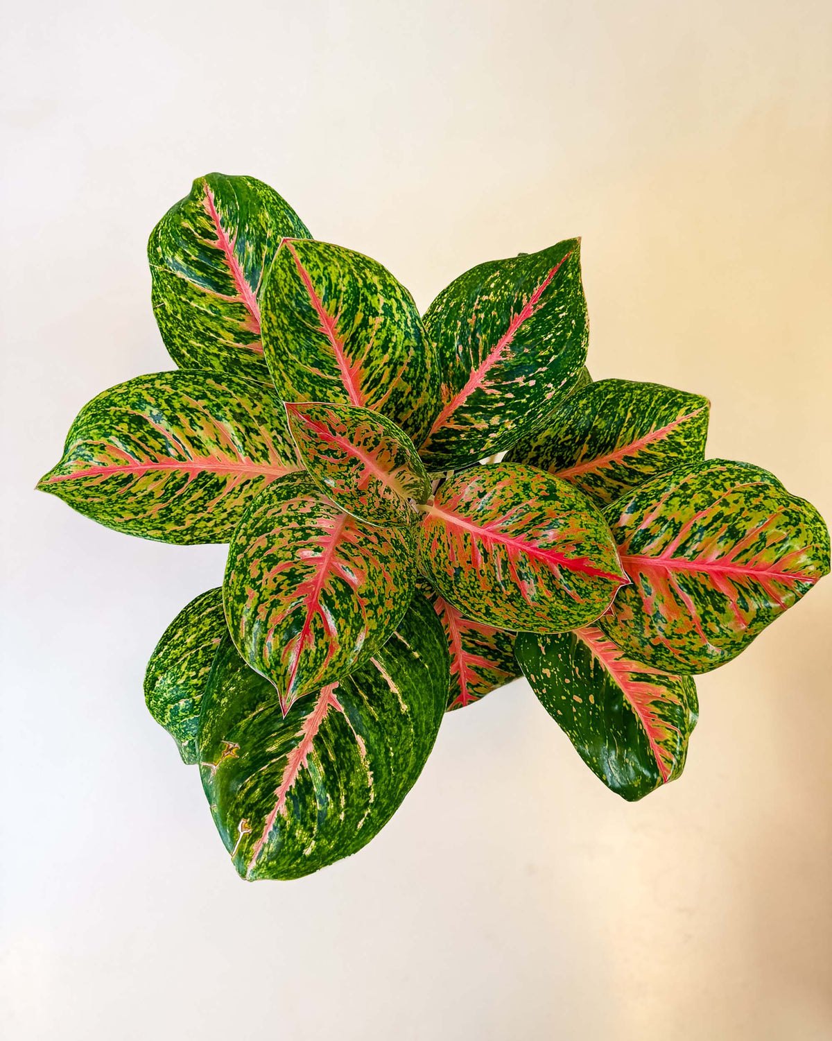 Healthy Aglaonema ‘Spring Red’ XL viewed from above, showing its vivid red veins and lush green foliage.