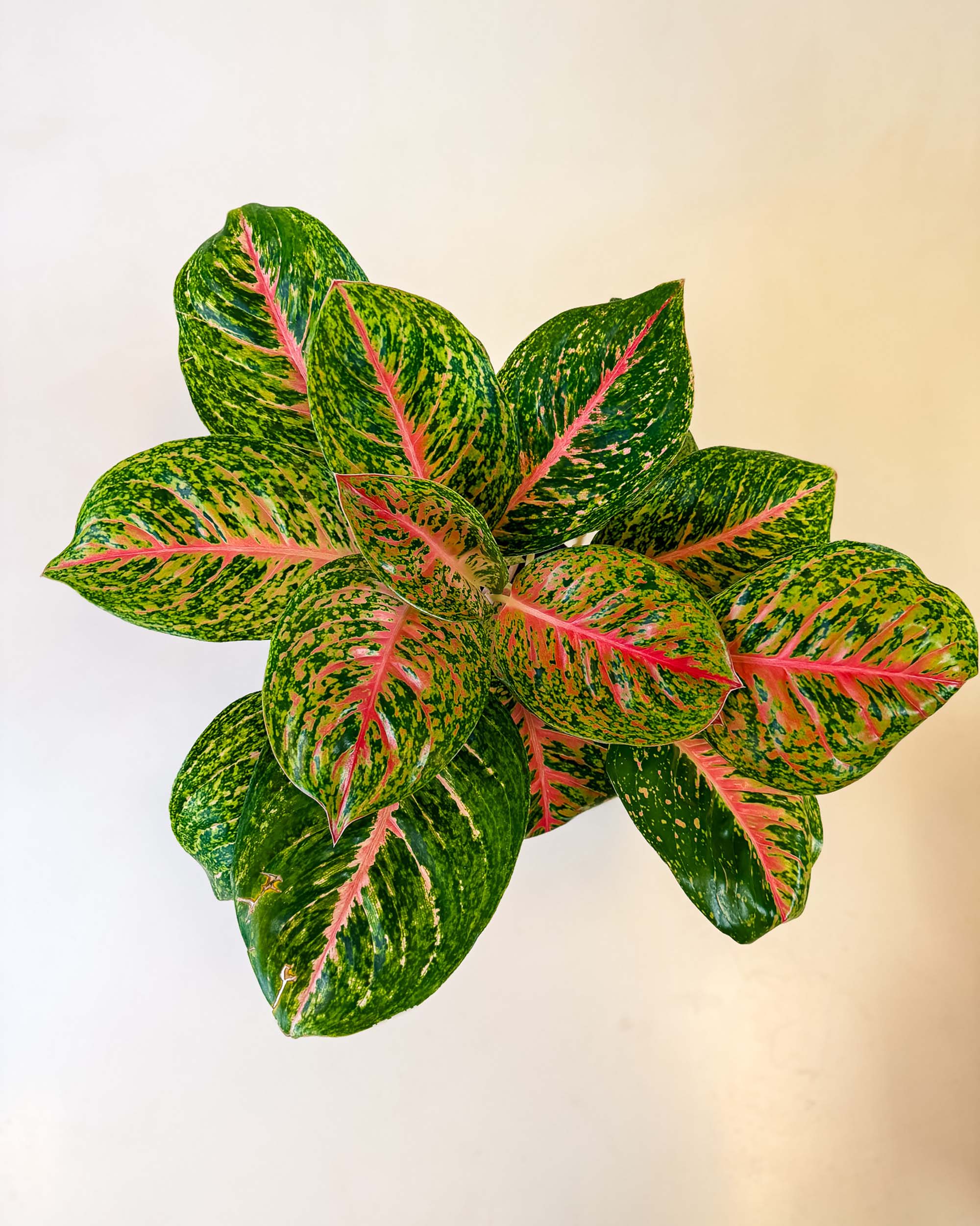 Healthy Aglaonema ‘Spring Red’ XL viewed from above, showing its vivid red veins and lush green foliage.