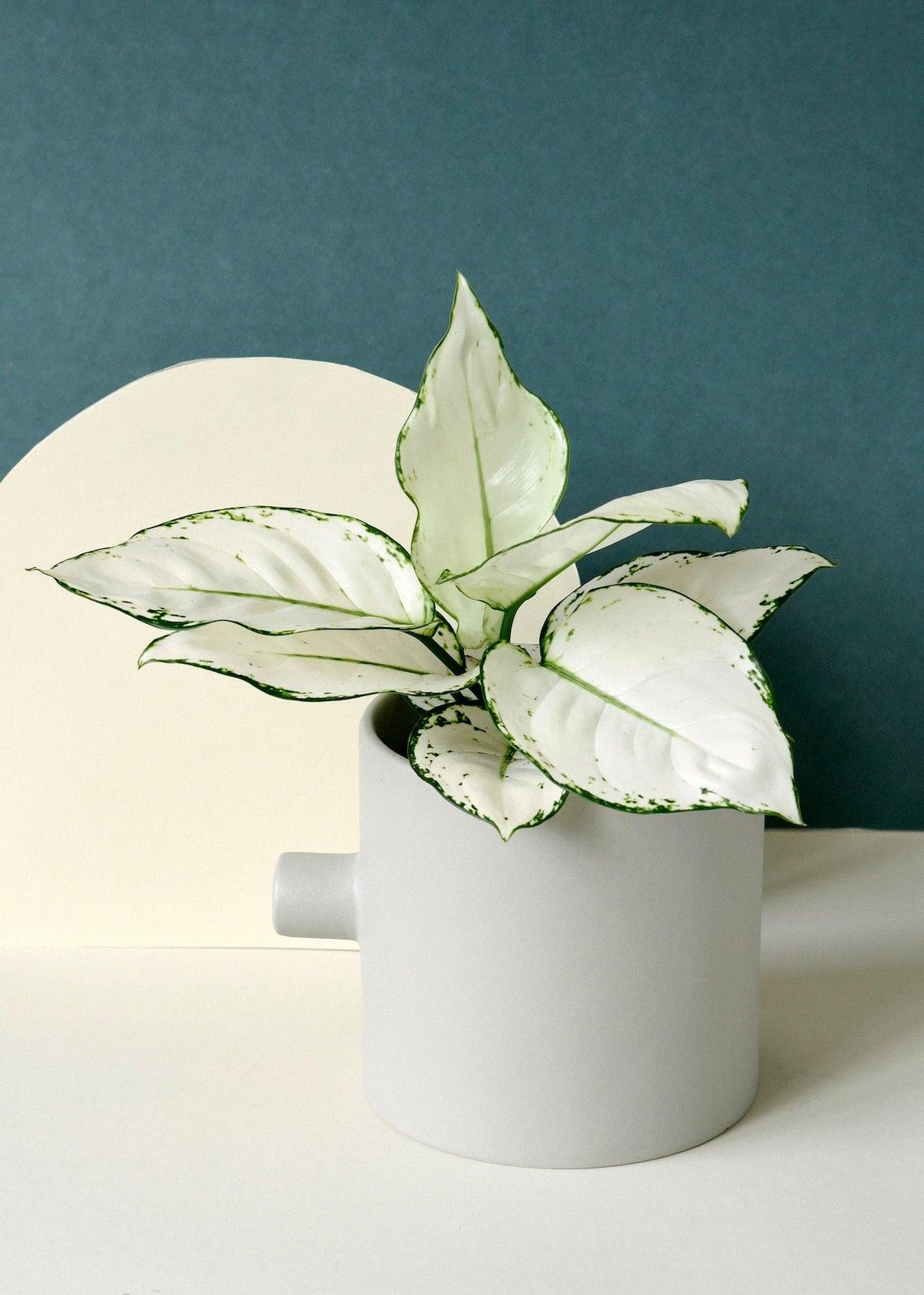 Healthy Aglaonema 'White Diamond' M by Plant Circle. A perfect aglaonema 'white diamond' m by plant circle for your indoor houseplant collection.