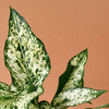 aglaonema snowflake