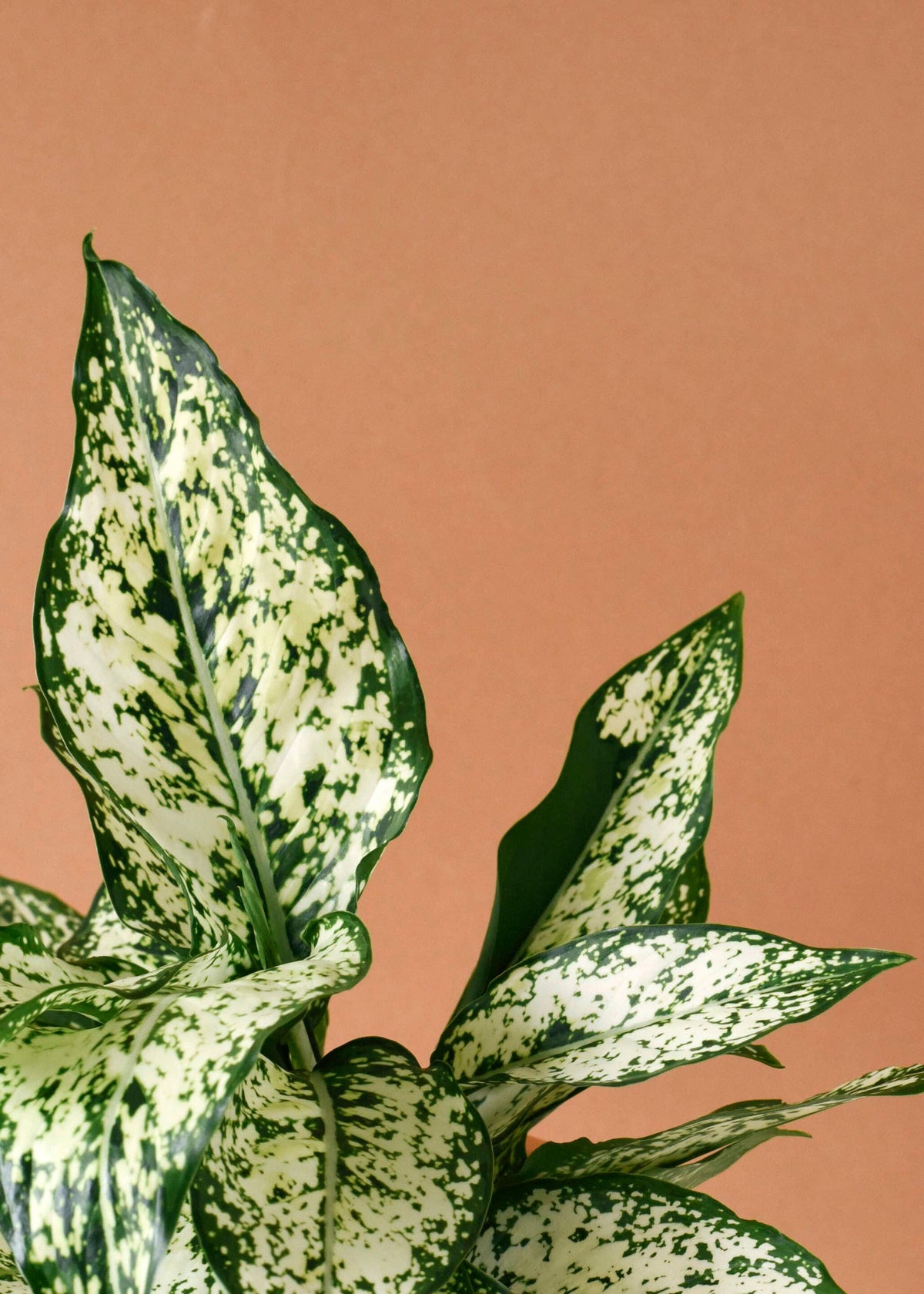 snow aglaonema Aglaonema Snowflake: Elegant Easy-Care Plant