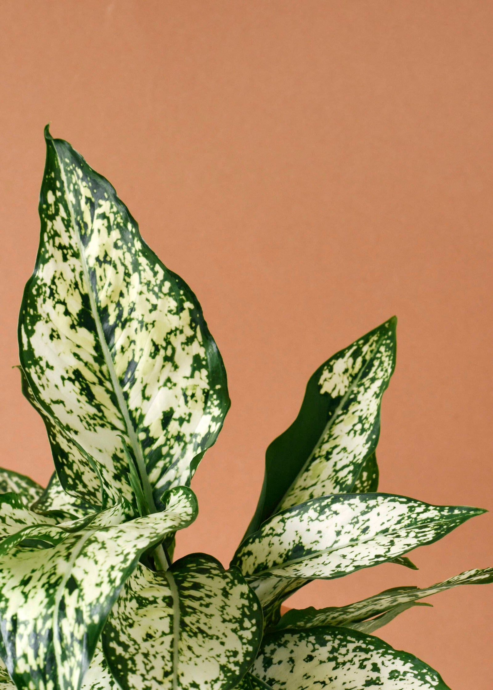 aglaonema snowflake