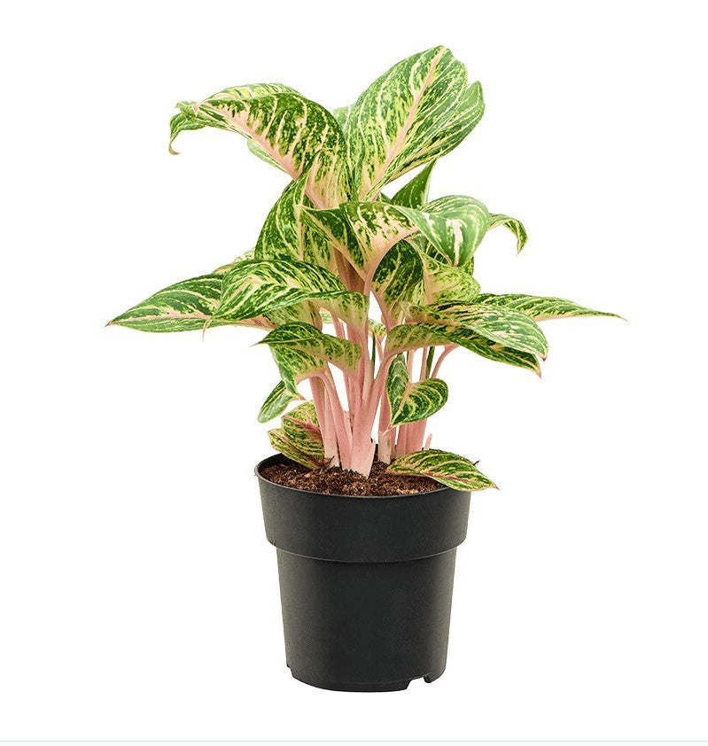 Potted algaonema coco melon aka pink stripe with green and pink leaves on a white background