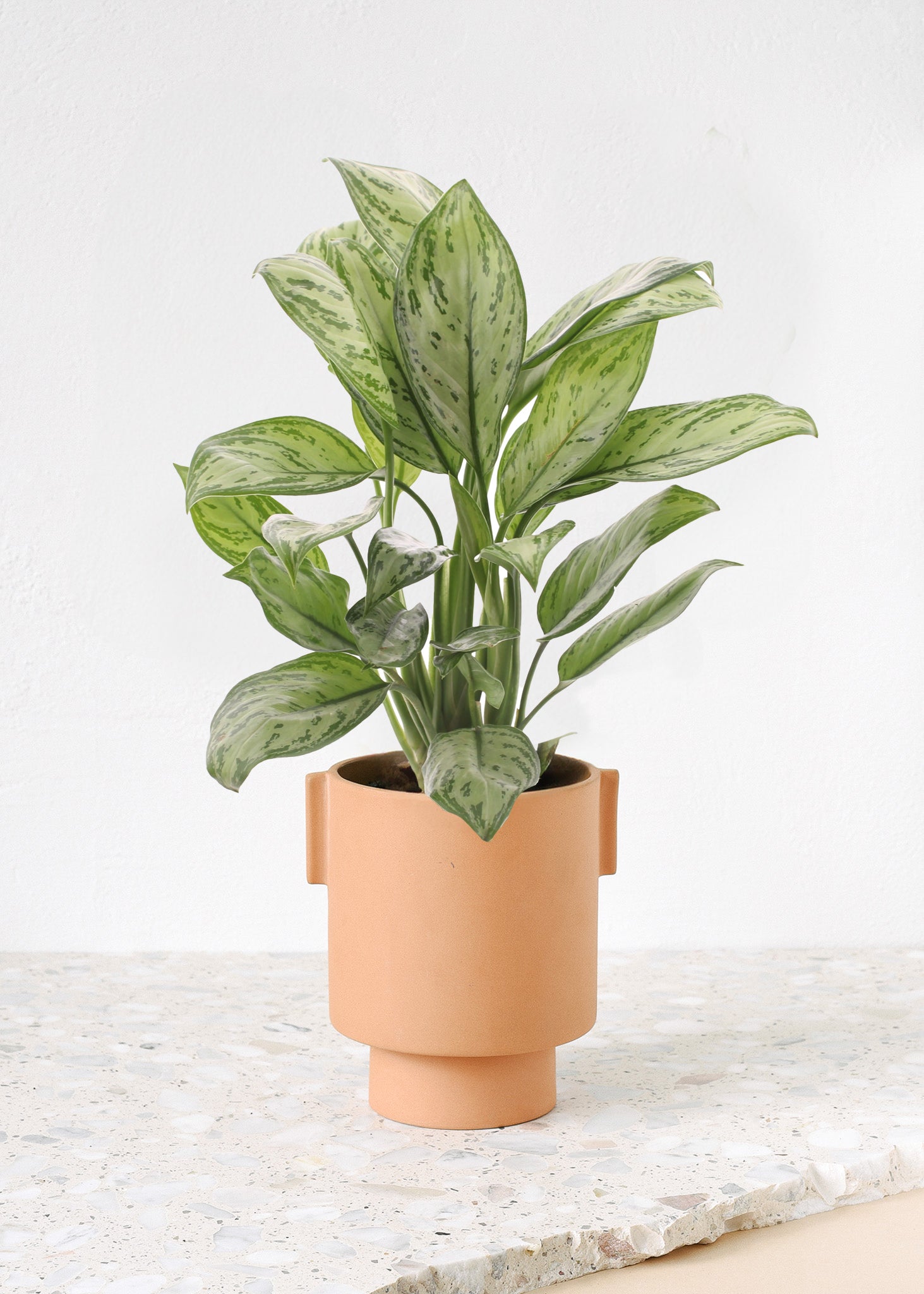 aglaonema house plants Aglaonema Plant Set: Easy-Care Indoor Plants for You