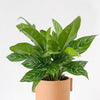 aglaonema stripes xl