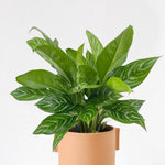 aglaonema stripes xl