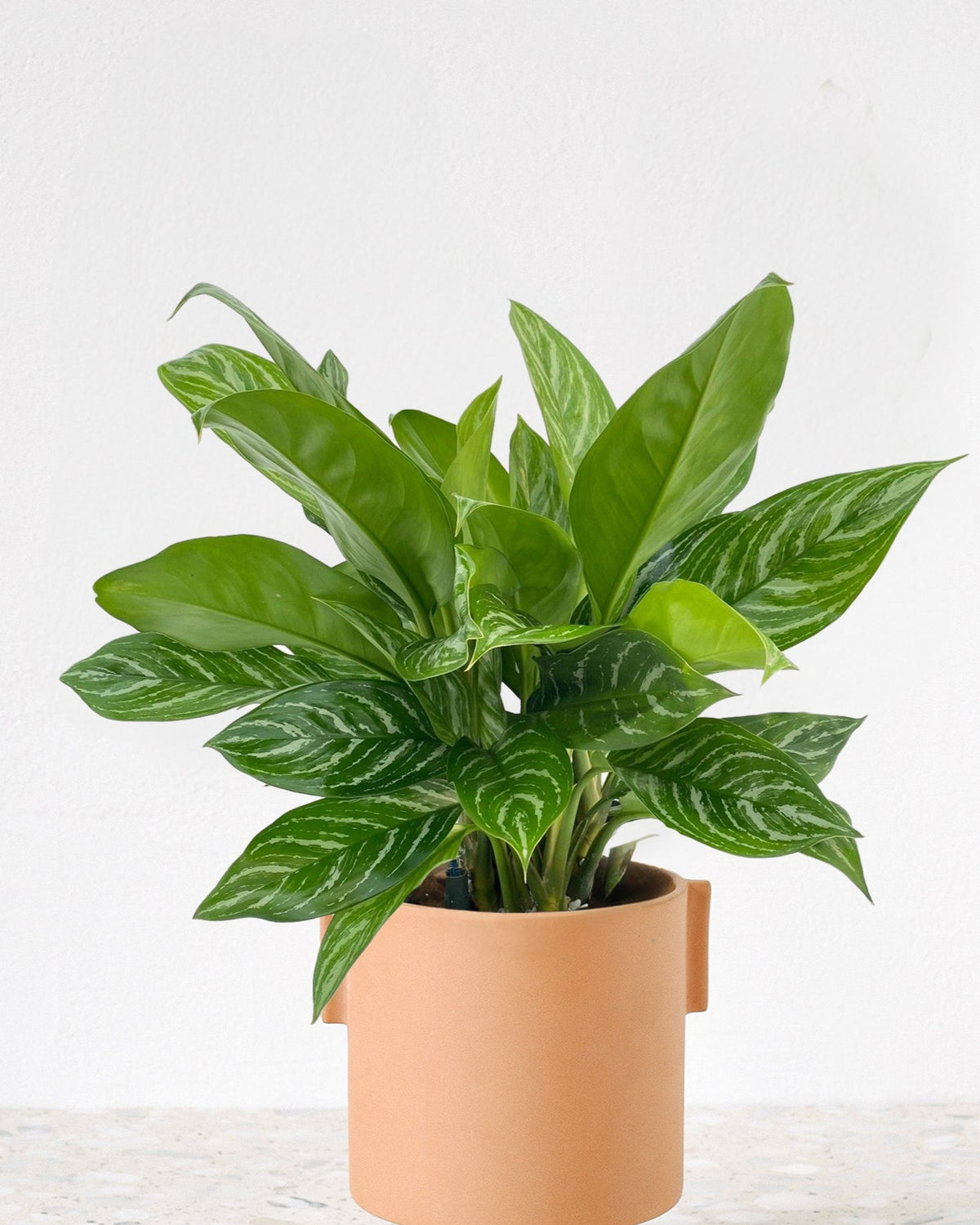 aglaonema stripes xl