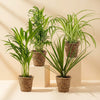 Healthy mixed tropical plant bundle including Areca Palm, Parlour Palm, Spider Plant, and Dracaena marginata in natural woven planters—perfect for adding fresh greenery to any indoor space.”