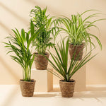 Healthy mixed tropical plant bundle including Areca Palm, Parlour Palm, Spider Plant, and Dracaena marginata in natural woven planters—perfect for adding fresh greenery to any indoor space.”
