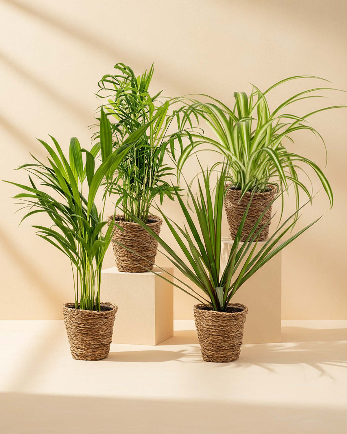 Healthy mixed tropical plant bundle including Areca Palm, Parlour Palm, Spider Plant, and Dracaena marginata in natural woven planters—perfect for adding fresh greenery to any indoor space.”