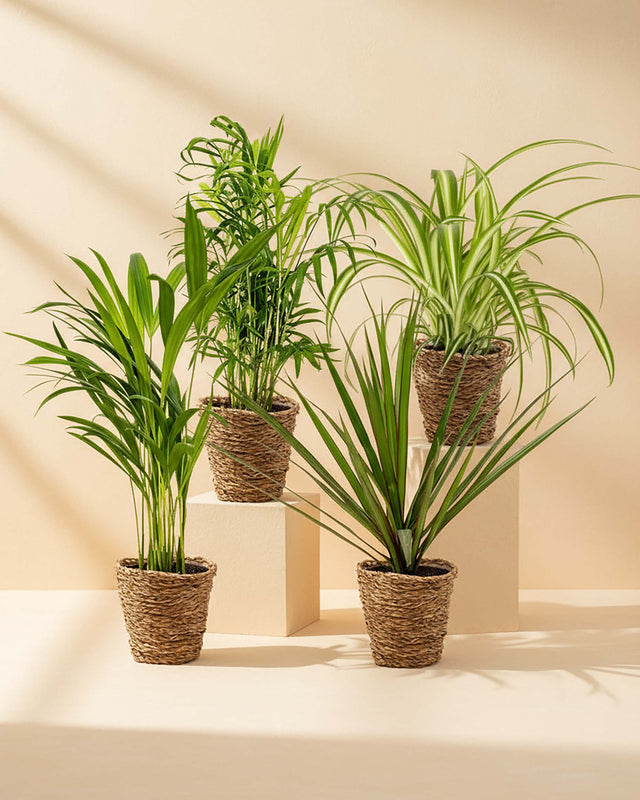 Healthy mixed tropical plant bundle including Areca Palm, Parlour Palm, Spider Plant, and Dracaena marginata in natural woven planters—perfect for adding fresh greenery to any indoor space.”