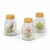 Set of 3 Tillandsia Harrisii (Air Plant Trio in Glass)