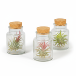 Set of 3 Tillandsia Harrisii (Air Plant Trio in Glass)