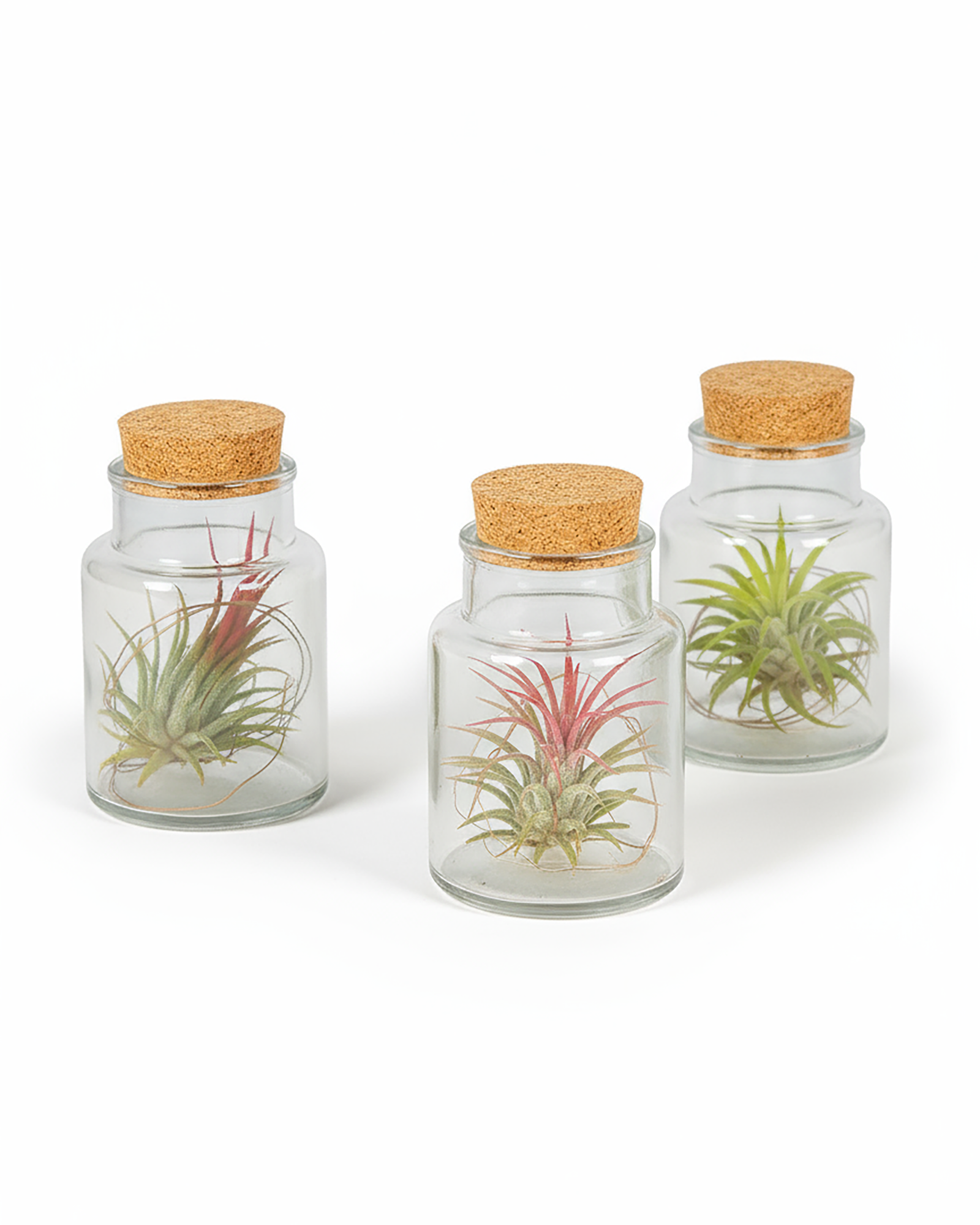 3er-Set Tillandsia Harrisii (Luftpflanzen-Trio im Glas)