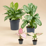 set of four aglaonema in a group shot in grey nursery pots. Baby red zircon, baby red valentine, and a large silver bay and medium sized christina 