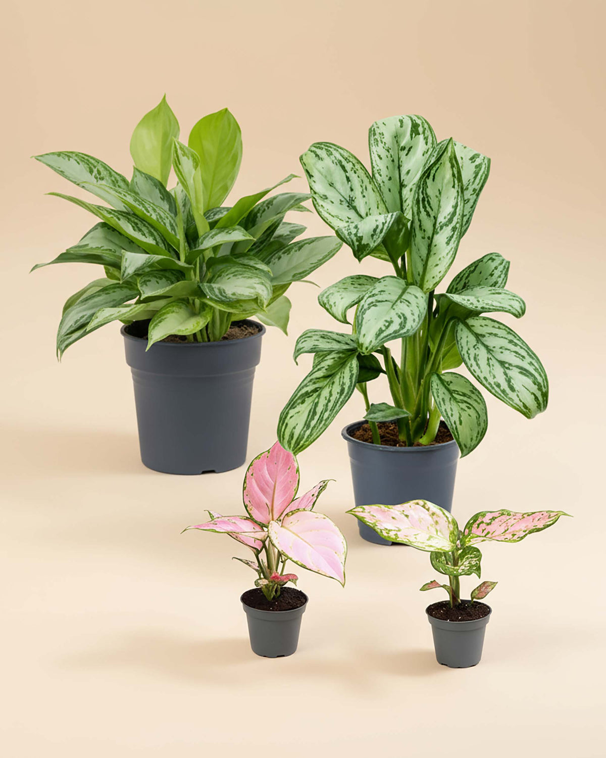 set of four aglaonema in a group shot in grey nursery pots. Baby red zircon, baby red valentine, and a large silver bay and medium sized christina 