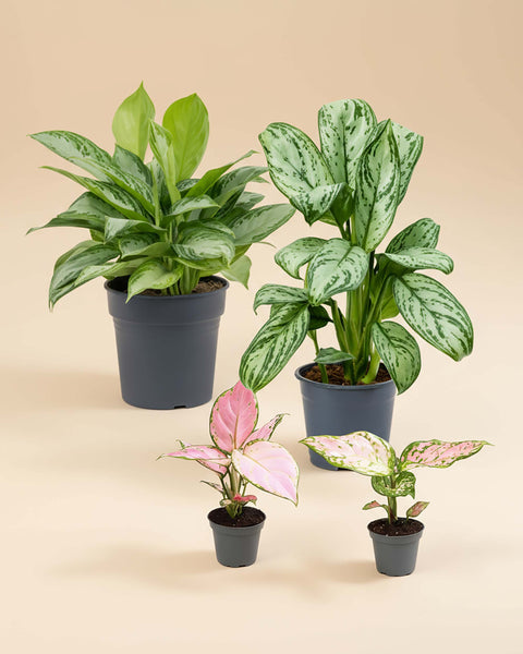 different kinds of aglaonema plants Aglaonema Plant Set: Easy-Care Indoor Plants for You