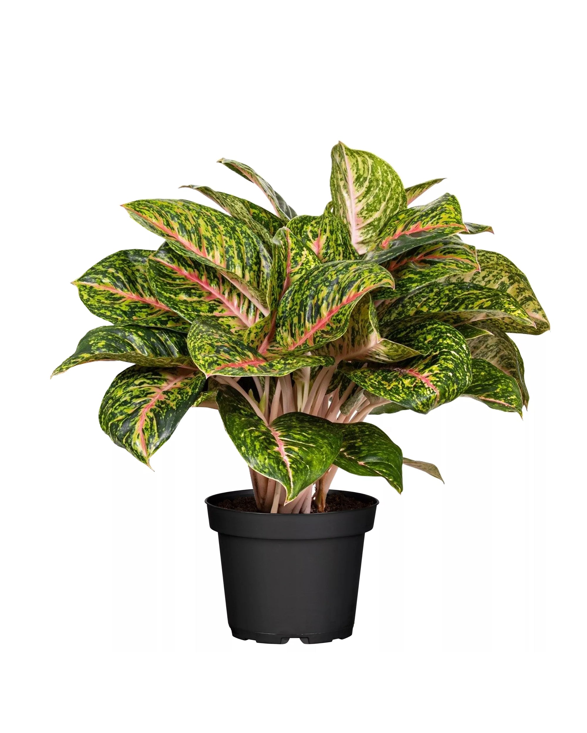 Healthy Aglaonema ‘Spring Red’ XL in a nursery pot. A perfect colorful foliage plant for your home, very easy to care for