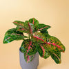 Healthy Aglaonema ‘Spring Red’ XL in a grey ceramic pot. A perfect large tropical houseplant with striking red and green patterned leaves for your indoor collection.
