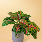 Healthy Aglaonema ‘Spring Red’ XL in a grey ceramic pot. A perfect large tropical houseplant with striking red and green patterned leaves for your indoor collection.