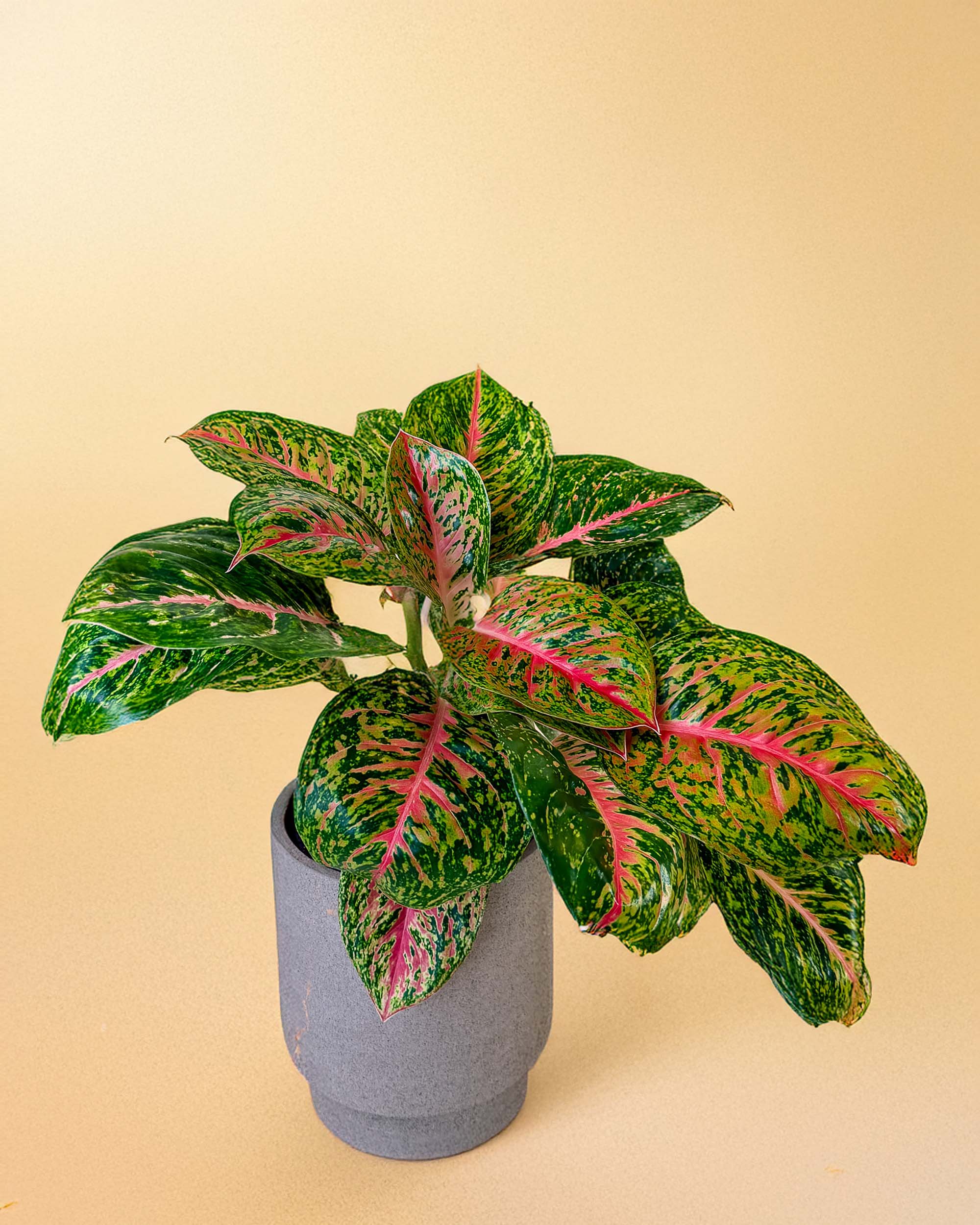 Healthy Aglaonema ‘Spring Red’ XL in a grey ceramic pot. A perfect large tropical houseplant with striking red and green patterned leaves for your indoor collection.