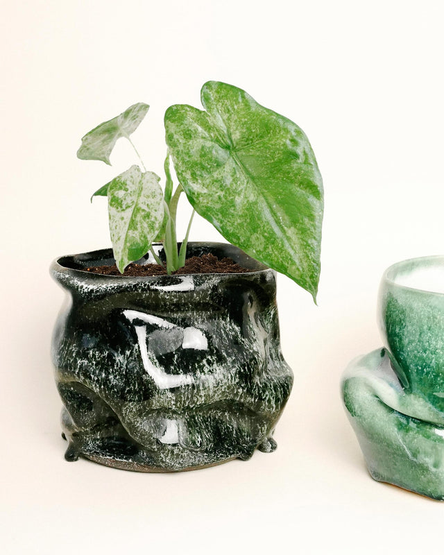 Alocasia Macrorrhizos Splash aka Camouflage