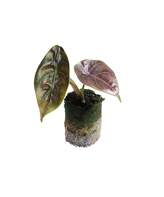 Alocasia Azlanii 