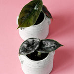 Alocasia Azlanii Baby – Baby, Approx. 8.0cm height – 6.0cm Pot Default Title 1