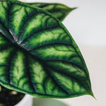 Healthy Alocasia Baginda 'Dragon Scale' Baby. A perfect alocasia baginda 'dragon scale' baby for your indoor houseplant collection.