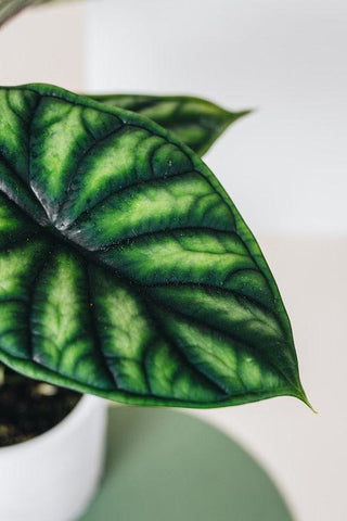 Healthy Alocasia Baginda 'Dragon Scale' Baby. A perfect alocasia baginda 'dragon scale' baby for your indoor houseplant collection.