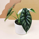 Alocasia 'Dragon Scale' – Medium, Approx. 25.0cm height – 12.0cm Pot Default Title 1