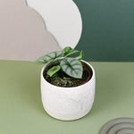 Healthy Alocasia Silver Dragon Baby. A perfect alocasia silver dragon baby for your indoor houseplant collection.
