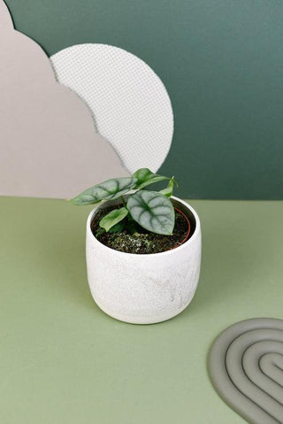 Healthy Alocasia Silver Dragon Baby. A perfect alocasia silver dragon baby for your indoor houseplant collection.
