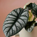 Alocasia Silver Dragon