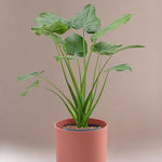 Alocasia Cucullata – Large, Approx. 70.0cm height – 17.0cm Pot Default Title 1