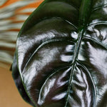 Healthy Alocasia Cuprea 'Red Secret' Baby. A perfect alocasia cuprea 'red secret' baby for your indoor houseplant collection.