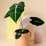 Healthy Alocasia Frydek M by Plant circle
