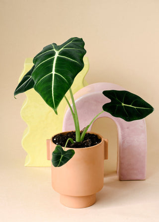 Healthy Alocasia Frydek M by Plant circle