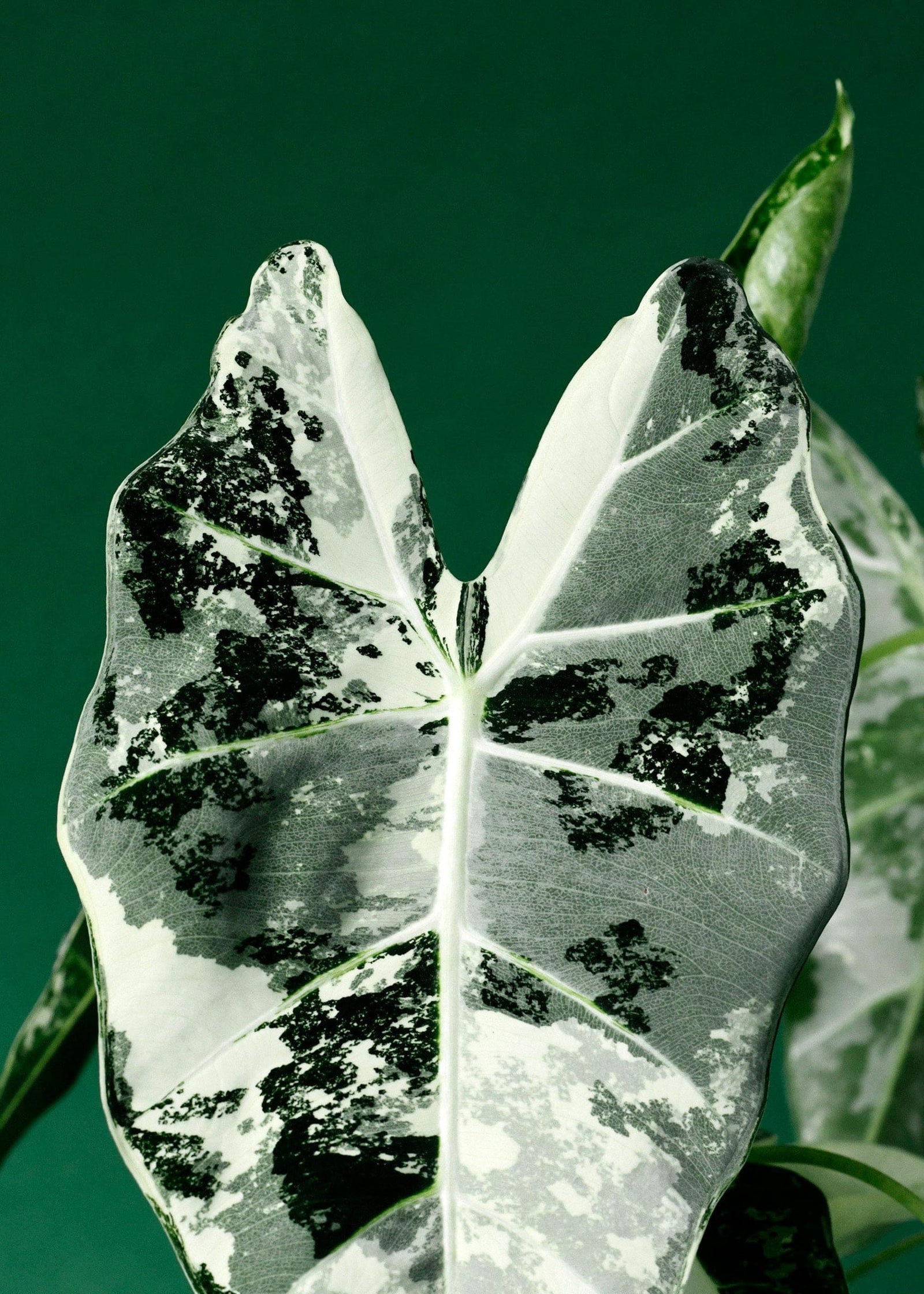 Close-up of a  alocasia fydek variegata leaf with white and black patterns on a green background