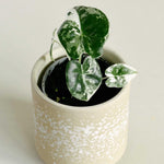 Healthy Alocasia Frydek Variegata Baby by Plant Circle