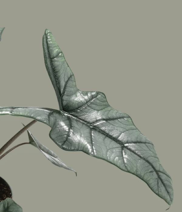 alocasia heterophylla