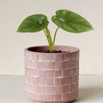 Alocasia 'Lukiwan' (sinuata x alba) Baby -  Geen.