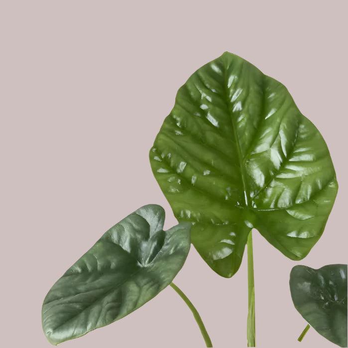 Alocasia 'Lukiwan' 