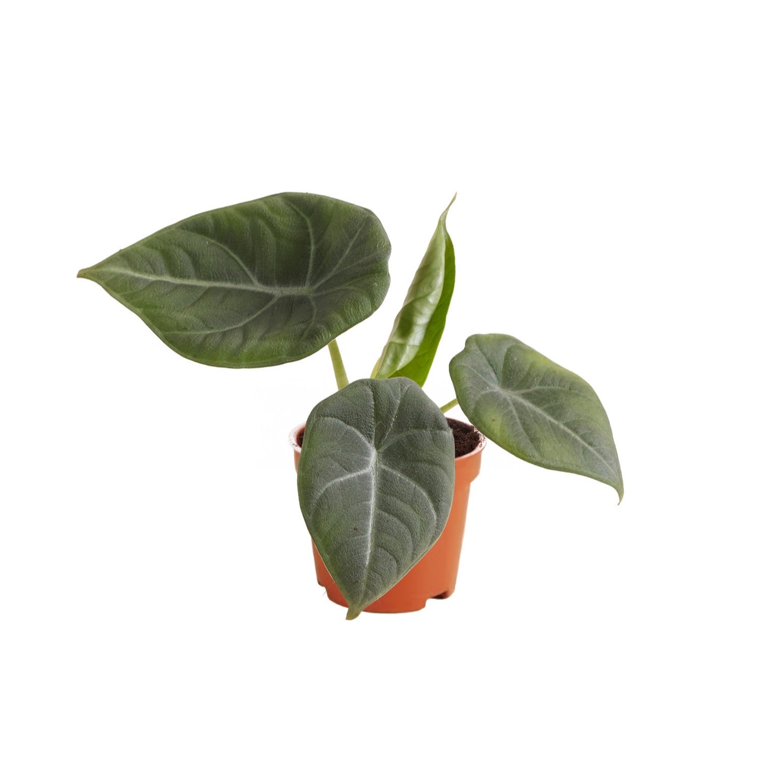 Alocasia 'Maharani' Baby -  Plant Circle.
