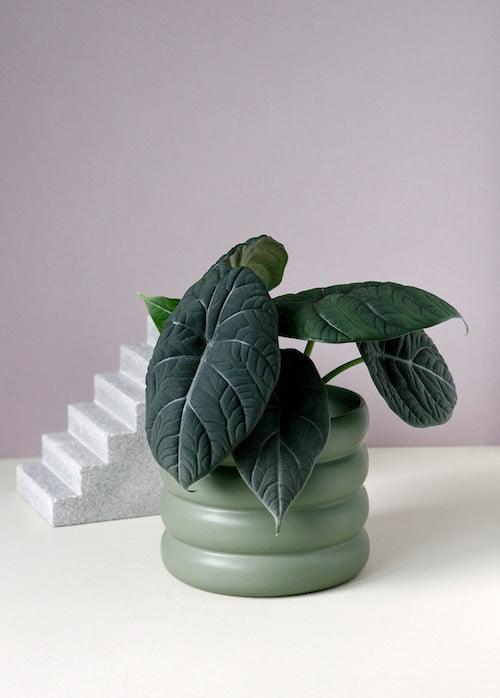 Alocasia Maharani M 3