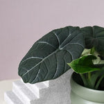 Alocasia 'Maharani' Baby -  Plant Circle.